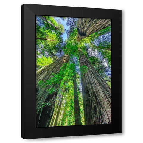 Green towering tree-Redwoods National Park-Newton B Drury Drive-Crescent City-California  Black Modern Wood Framed Art Print by Perry, William