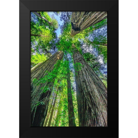 Green towering tree-Redwoods National Park-Newton B Drury Drive-Crescent City-California  Black Modern Wood Framed Art Print by Perry, William