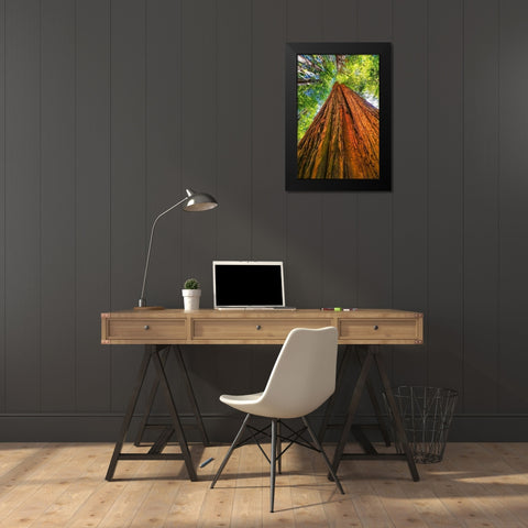 Green towering tree-Redwoods National Park-Newton B Drury Drive-Crescent City-California  Black Modern Wood Framed Art Print by Perry, William