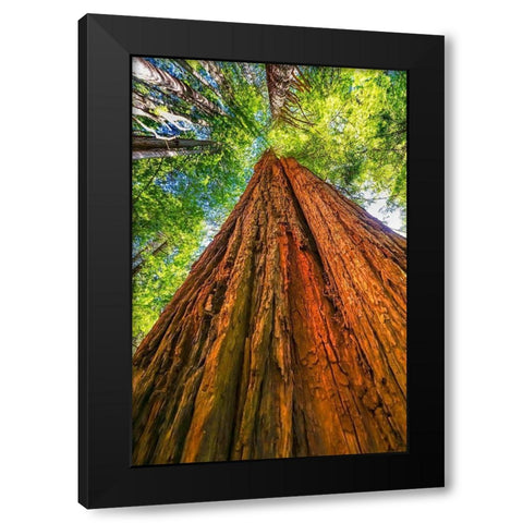 Green towering tree-Redwoods National Park-Newton B Drury Drive-Crescent City-California  Black Modern Wood Framed Art Print by Perry, William