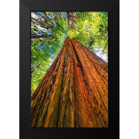 Green towering tree-Redwoods National Park-Newton B Drury Drive-Crescent City-California  Black Modern Wood Framed Art Print by Perry, William