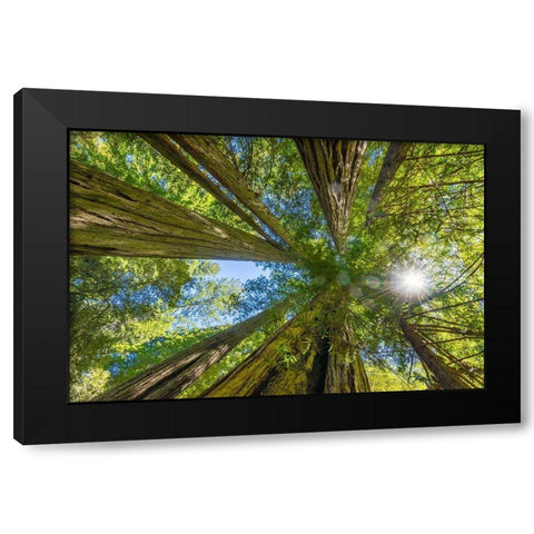 Sun shining through towering tree-Redwoods National Park-Newton B Drury Drive-Crescent City Black Modern Wood Framed Art Print by Perry, William