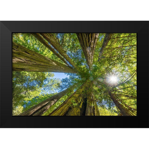 Sun shining through towering tree-Redwoods National Park-Newton B Drury Drive-Crescent City Black Modern Wood Framed Art Print by Perry, William