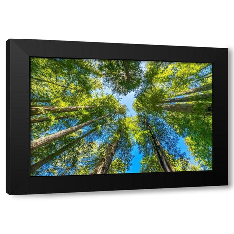 Green towering tree-Redwoods National Park-Newton B Drury Drive-Crescent City-California Black Modern Wood Framed Art Print by Perry, William