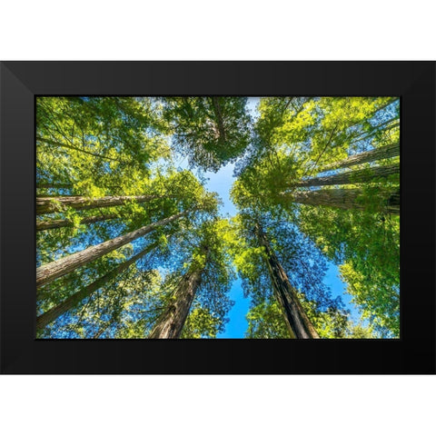 Green towering tree-Redwoods National Park-Newton B Drury Drive-Crescent City-California Black Modern Wood Framed Art Print by Perry, William