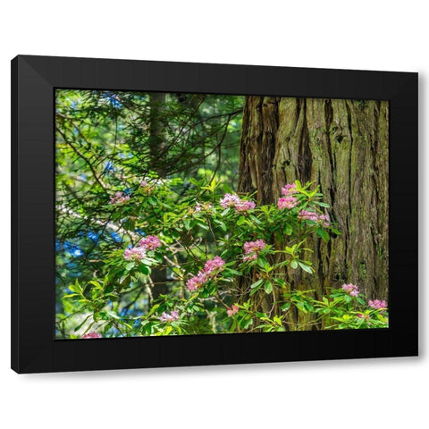 Green towering trees-pink rhododendron-Lady Bird Johnson Grove-Redwoods National Park-California Black Modern Wood Framed Art Print by Perry, William