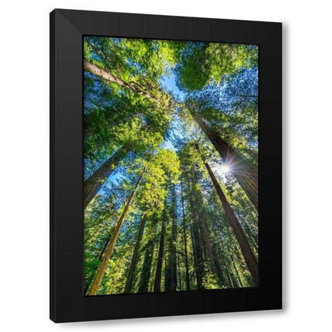 Sun shining through towering tree-Redwoods National Park-Newton B Drury Drive-Crescent City Black Modern Wood Framed Art Print by Perry, William