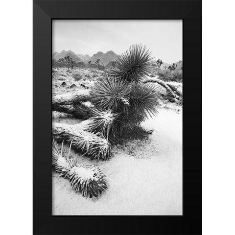 Winter storm-Joshua Tree National Park-California Black Modern Wood Framed Art Print by Muench, Zandria