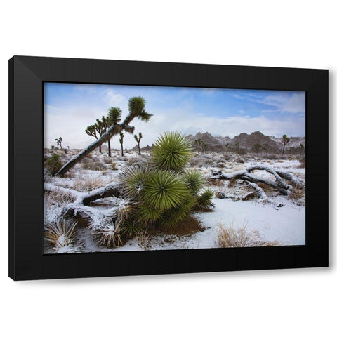 Winter storm-Joshua Tree National Park-California Black Modern Wood Framed Art Print with Double Matting by Muench, Zandria