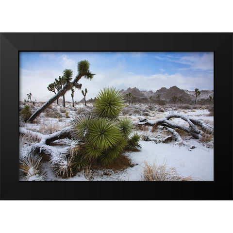 Winter storm-Joshua Tree National Park-California Black Modern Wood Framed Art Print by Muench, Zandria