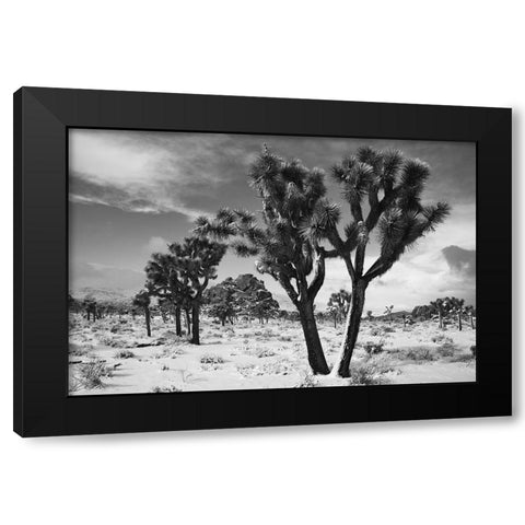 Winter storm-Joshua Tree National Park-California Black Modern Wood Framed Art Print by Muench, Zandria