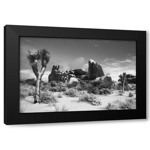 Winter storm-Joshua Tree National Park-California Black Modern Wood Framed Art Print with Double Matting by Muench, Zandria