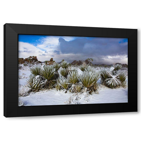 Winter storm-Joshua Tree National Park-California Black Modern Wood Framed Art Print by Muench, Zandria