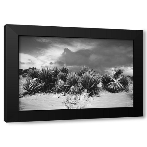 Winter storm-Joshua Tree National Park-California Black Modern Wood Framed Art Print by Muench, Zandria