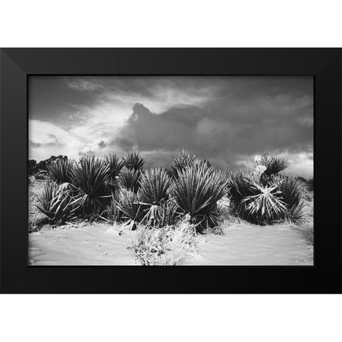 Winter storm-Joshua Tree National Park-California Black Modern Wood Framed Art Print by Muench, Zandria