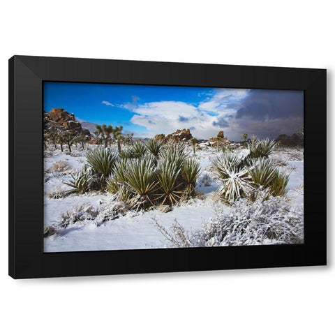 Winter storm-Joshua Tree National Park-California Black Modern Wood Framed Art Print by Muench, Zandria