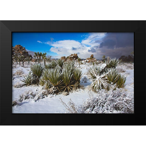 Winter storm-Joshua Tree National Park-California Black Modern Wood Framed Art Print by Muench, Zandria