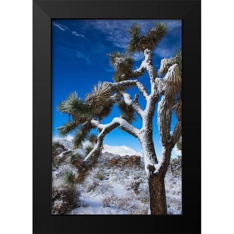 Winter storm-Joshua Tree National Park-California Black Modern Wood Framed Art Print by Muench, Zandria