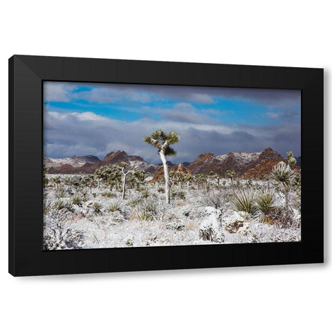 Winter storm-Joshua Tree National Park-California Black Modern Wood Framed Art Print with Double Matting by Muench, Zandria