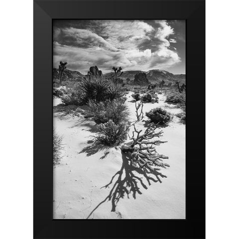 Winter storm-Joshua Tree National Park-California Black Modern Wood Framed Art Print by Muench, Zandria