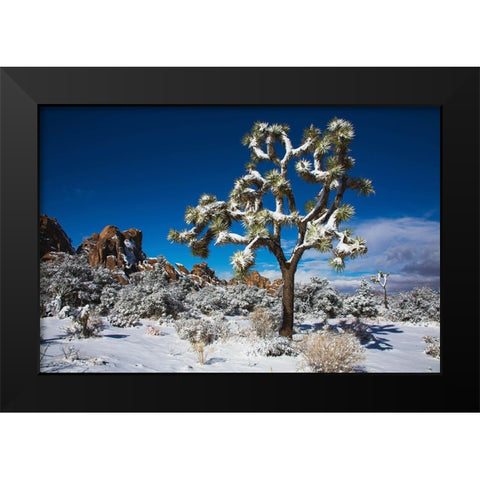 Winter storm-Joshua Tree National Park-California Black Modern Wood Framed Art Print by Muench, Zandria