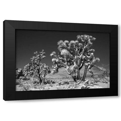 Winter storm-Joshua Tree National Park-California Black Modern Wood Framed Art Print by Muench, Zandria