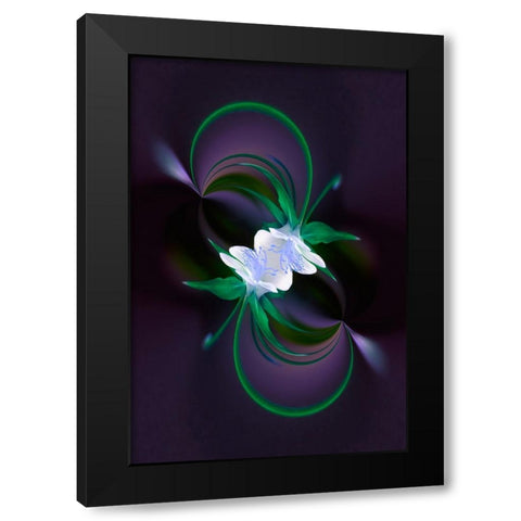Columbine flower-Colorado Black Modern Wood Framed Art Print with Double Matting by Jones, Adam