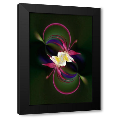 Columbine flower-Colorado Black Modern Wood Framed Art Print by Jones, Adam