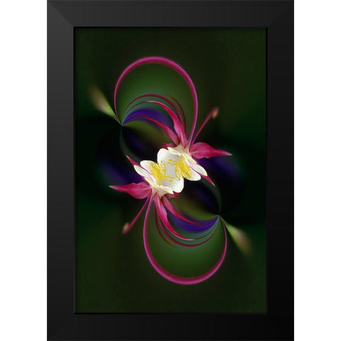 Columbine flower-Colorado Black Modern Wood Framed Art Print by Jones, Adam