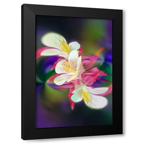Columbine flower-Colorado Black Modern Wood Framed Art Print with Double Matting by Jones, Adam