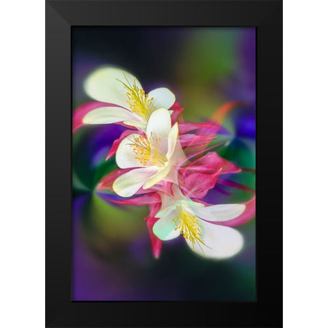 Columbine flower-Colorado Black Modern Wood Framed Art Print by Jones, Adam