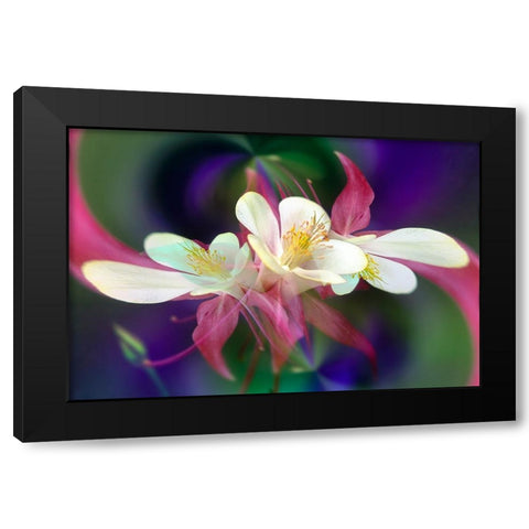 Columbine flower-Colorado Black Modern Wood Framed Art Print by Jones, Adam