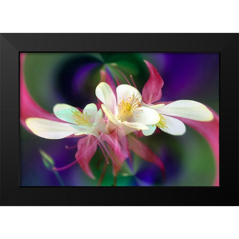 Columbine flower-Colorado Black Modern Wood Framed Art Print by Jones, Adam