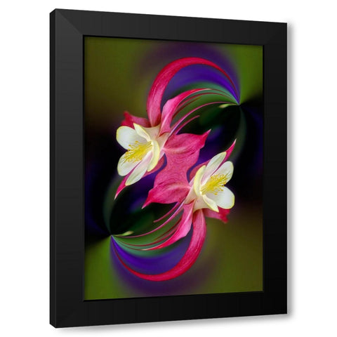 Columbine flower-Colorado Black Modern Wood Framed Art Print with Double Matting by Jones, Adam