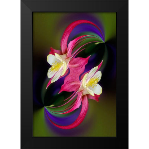 Columbine flower-Colorado Black Modern Wood Framed Art Print by Jones, Adam