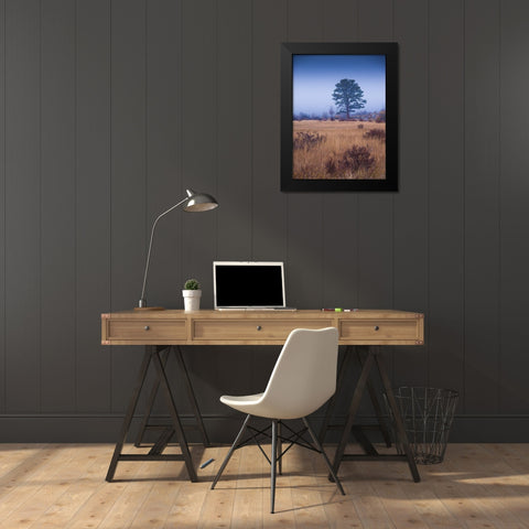 Lone Tree in Foggy Field-Rocky Mountain National Park-Colorado-USA Black Modern Wood Framed Art Print by Miller, Anna