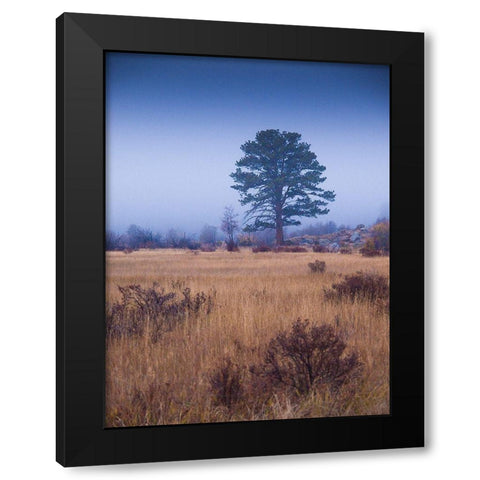 Lone Tree in Foggy Field-Rocky Mountain National Park-Colorado-USA Black Modern Wood Framed Art Print by Miller, Anna