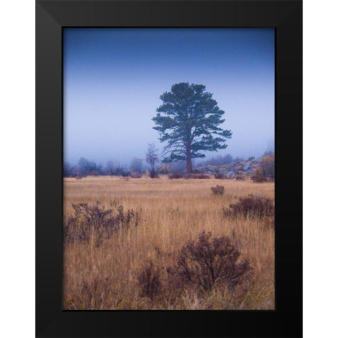 Lone Tree in Foggy Field-Rocky Mountain National Park-Colorado-USA Black Modern Wood Framed Art Print by Miller, Anna