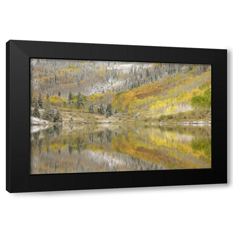 CO, Maroon Lake, Fresh snow and aspen trees Black Modern Wood Framed Art Print with Double Matting by Grall, Don