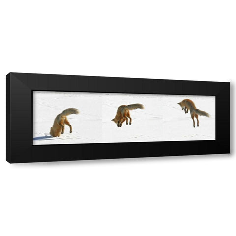 CO, Frisco, Giberson Bay Red fox hunting Black Modern Wood Framed Art Print with Double Matting by Lord, Fred