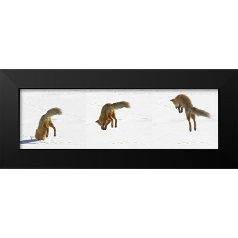 CO, Frisco, Giberson Bay Red fox hunting Black Modern Wood Framed Art Print by Lord, Fred