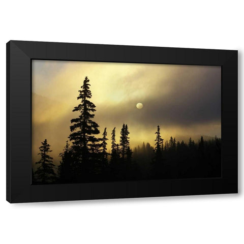 CO, San Isabel NF Sunrise silhouettes trees Black Modern Wood Framed Art Print by Grall, Don