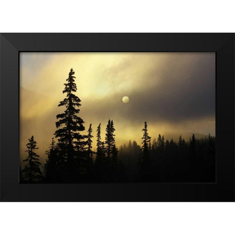 CO, San Isabel NF Sunrise silhouettes trees Black Modern Wood Framed Art Print by Grall, Don