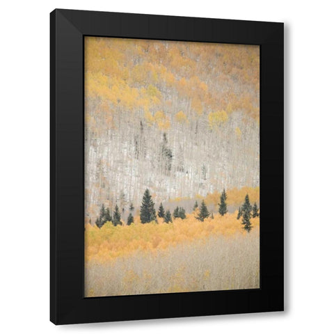 CO, San Juan Mts Spruce mixed with aspen, autumn Black Modern Wood Framed Art Print by Grall, Don