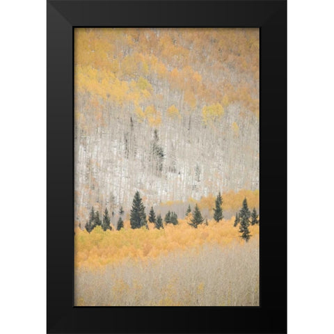 CO, San Juan Mts Spruce mixed with aspen, autumn Black Modern Wood Framed Art Print by Grall, Don