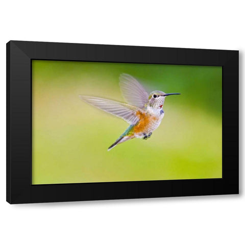 Colorado, Heeney Rufous hummingbird in flight Black Modern Wood Framed Art Print with Double Matting by Lord, Fred