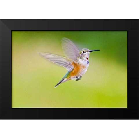 Colorado, Heeney Rufous hummingbird in flight Black Modern Wood Framed Art Print by Lord, Fred