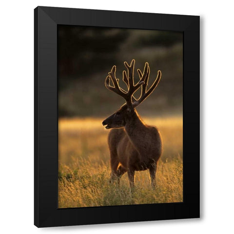 CO, Jefferson Co, Backlit mule deer buck Black Modern Wood Framed Art Print by Illg, Cathy and Gordon