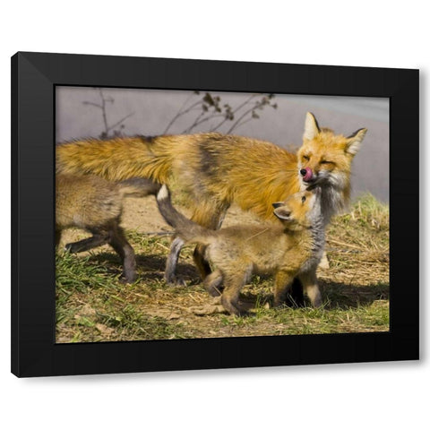 Colorado, Breckenridge Red fox mother with kits Black Modern Wood Framed Art Print by Lord, Fred