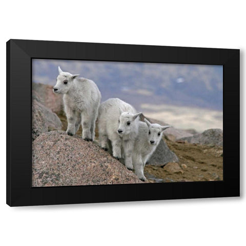 CO, Mount Evans Mountain goat kids playing Black Modern Wood Framed Art Print by Illg, Cathy and Gordon